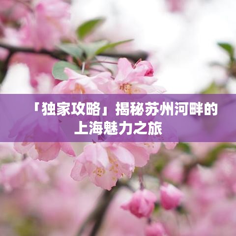 「独家攻略」揭秘苏州河畔的上海魅力之旅