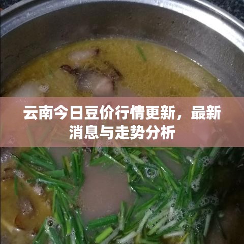 云南今日豆价行情更新,最新消息与走势分析
