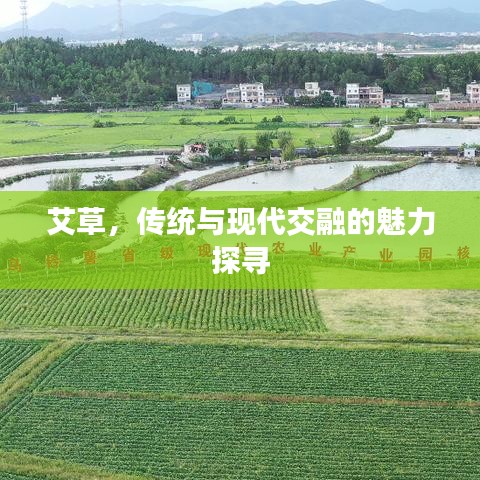 艾草,传统与现代交融的魅力探寻