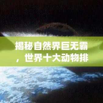 揭秘自然界巨无霸,世界十大动物排名视频探索之旅