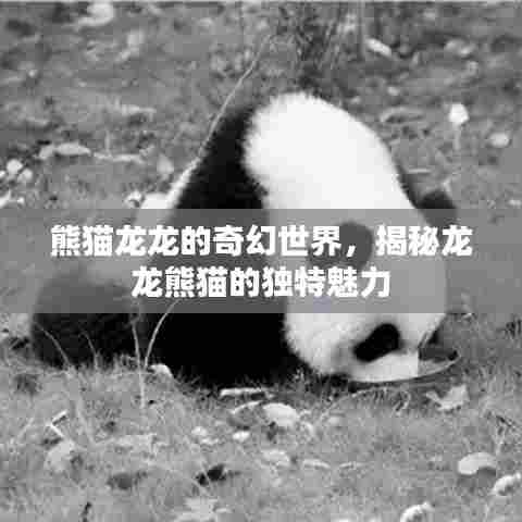 熊猫龙龙的奇幻世界,揭秘龙龙熊猫的独特魅力