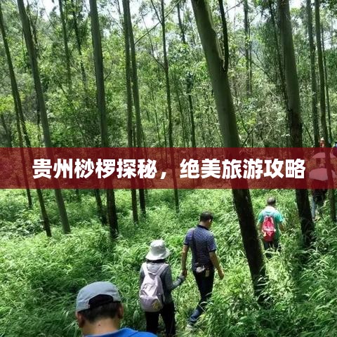 贵州桫椤探秘,绝美旅游攻略