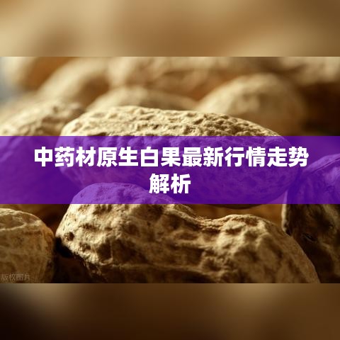 中药材原生白果最新行情走势解析