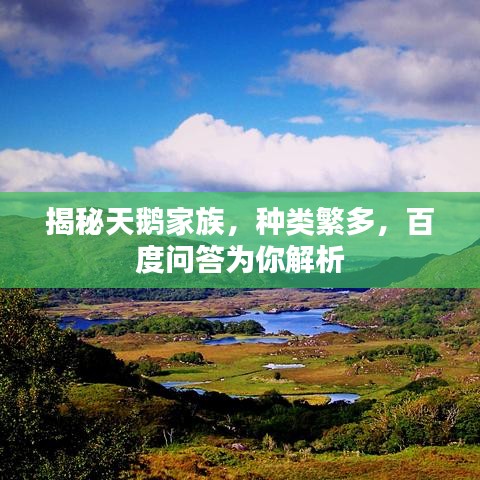 揭秘天鹅家族,种类繁多,百度问答为你解析