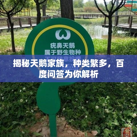 揭秘天鹅家族,种类繁多,百度问答为你解析