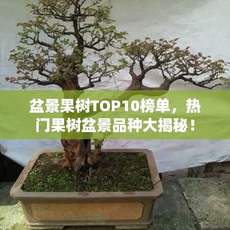 盆景果树TOP10榜单,热门果树盆景品种大揭秘!