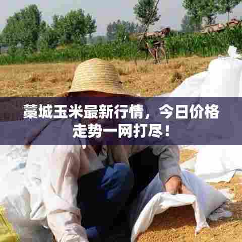 藁城玉米最新行情,今日价格走势一网打尽!