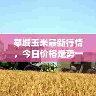 藁城玉米最新行情,今日价格走势一网打尽!