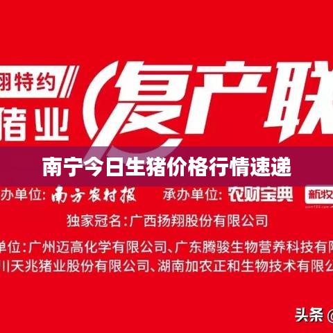 南宁今日生猪价格行情速递