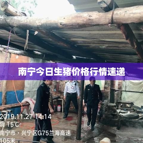 南宁今日生猪价格行情速递