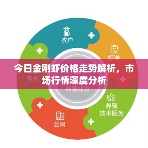 今日金刚虾价格走势解析,市场行情深度分析