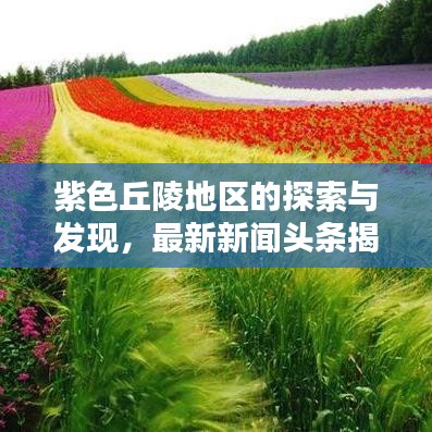 紫色丘陵地区的探索与发现,最新新闻头条揭秘