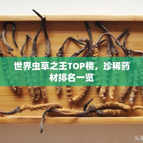 世界虫草之王TOP榜,珍稀药材排名一览
