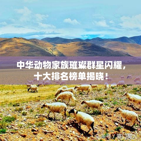 中华动物家族璀璨群星闪耀,十大排名榜单揭晓!