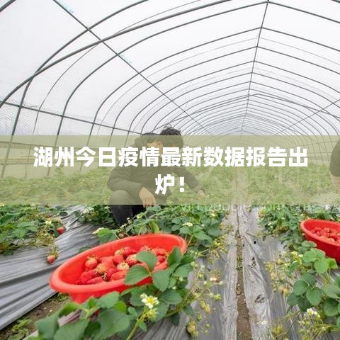 湖州今日疫情最新数据报告出炉!