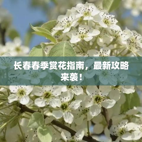 长春春季赏花指南,最新攻略来袭!