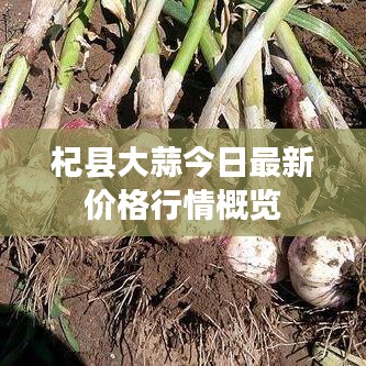 杞县大蒜今日最新价格行情概览