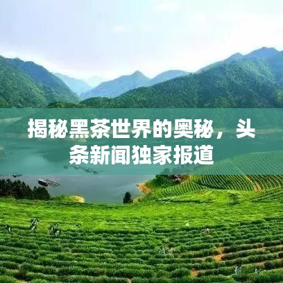 揭秘黑茶世界的奥秘,头条新闻独家报道