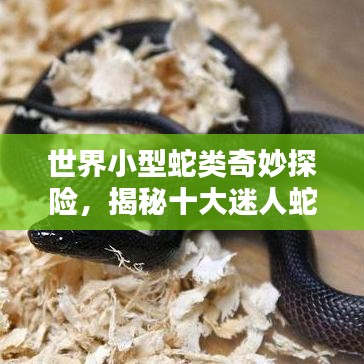 世界小型蛇类奇妙探险,揭秘十大迷人蛇种排名!