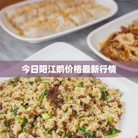 今日阳江鹅价格最新行情