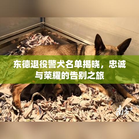 东德退役警犬名单揭晓,忠诚与荣耀的告别之旅