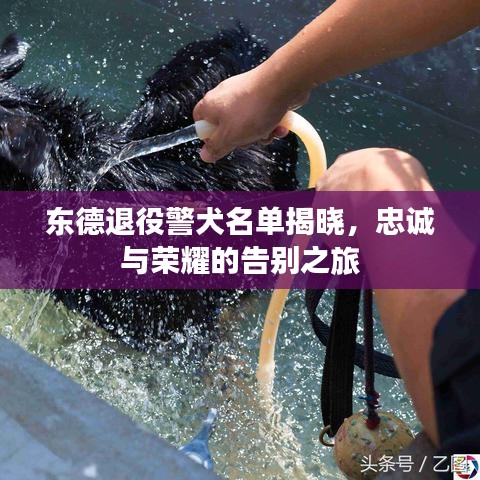 东德退役警犬名单揭晓,忠诚与荣耀的告别之旅