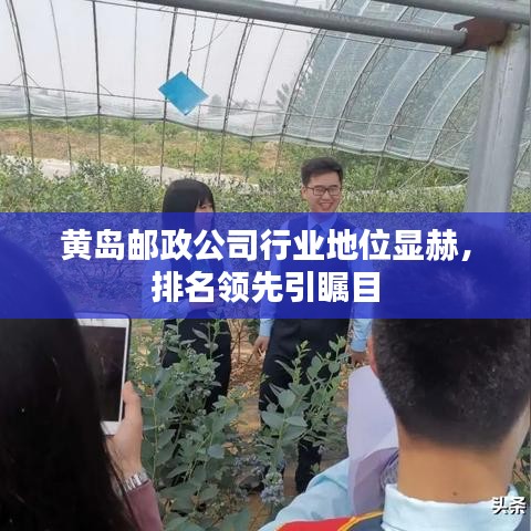 黄岛邮政公司行业地位显赫,排名领先引瞩目