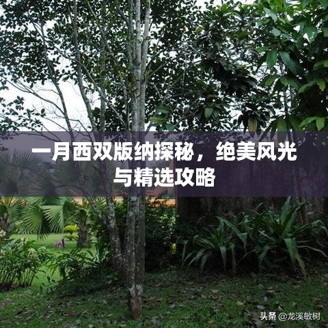 一月西双版纳探秘,绝美风光与精选攻略