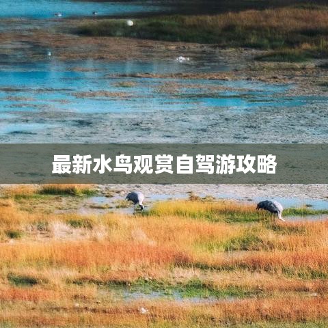 鸟骇鼠窜 第3页