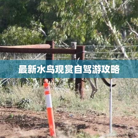 最新水鸟观赏自驾游攻略
