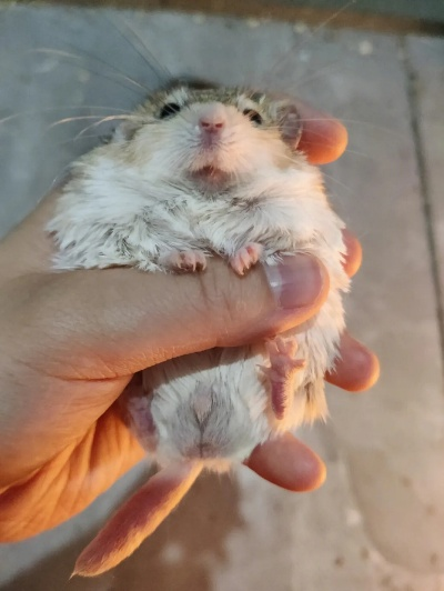 硕鼠官方免费下载,全面执行数据设计-D版_v2.614